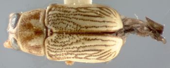 Media type: image;   Entomology 8803 Aspect: habitus dorsal view